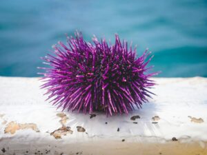 Purple sea urchin - from pest to gourmet seafood.